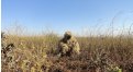 Маскировочный халат Taganrog Друид – купить по цене 3500 руб. в интернет-магазине в городе Йошкар-Ола картинка 17